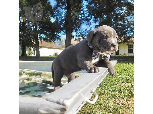 καθαρόαιμο γενεαλογικό pitbull